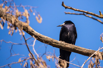 Black Carrion Crow or Corvus corone bird in city