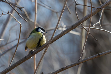 A great tit or Parus major sitting on a twig