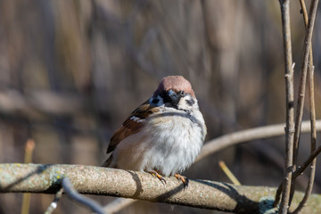 Eurasian Sparrow on the branches in city park