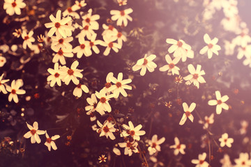 Vintage white flowers background.
