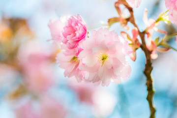 Fototapeta na wymiar Beautiful nature scene with blooming cherry tree in spring