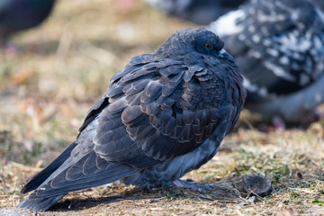 Pigeon Dove in the city streets Urban Birds Flying Sitting Wildlife Feathers Wings