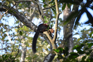 Malabar Giant Squirrel, Kerala, India