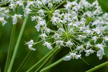 Umbel within Umbel - Cow Parsnip (Heracleum maximum).