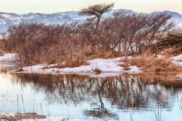 Sea buckthorn trees