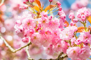 Beautiful nature scene with blooming cherry tree in spring