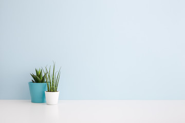 Succulent plants on a shelf and blue wall mock up.	