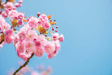 Beautiful nature scene with blooming cherry tree in spring