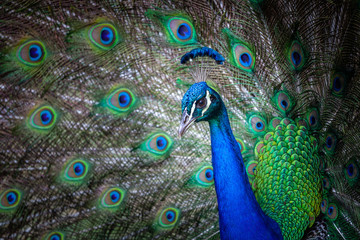 Fototapeta na wymiar Extreme closeup of peacock head and fanned tail