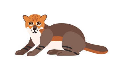 Flat-headed cat isolated on white background. Cute wild exotic carnivorous animal. Adorable wild Asian cat or felid. Endangered species of Asia. Colorful vector illustration in flat cartoon style.
