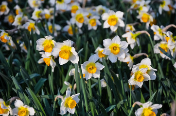 Obraz premium April, the first spring flowers, white and yellow daffodils in a green garden on a sunny meadow. Narcissus.