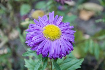  beautiful aster flower, with pink petals