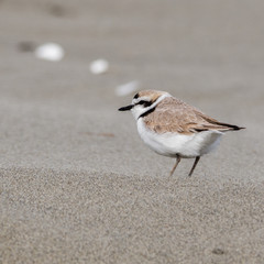 Snowy Plover (Charadrius nivosus).