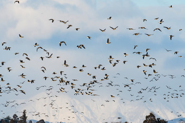 マガンの群飛(Greater white-fronted goose)