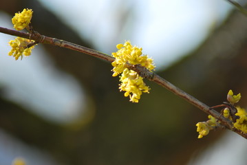 Blüten einer Kornelkirsche (Cornus mas)