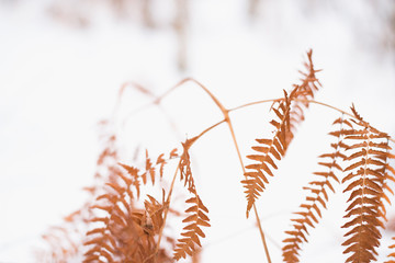 Fern in snow. Orange leaves in winter. Flora.