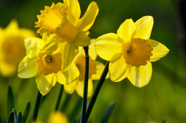 April, the first spring flowers, white and yellow daffodils in a green garden on a sunny meadow. Narcissus.