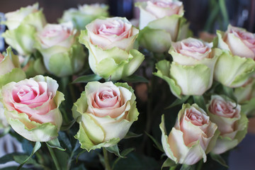Large white roses with a center of gently pink color. Flower background