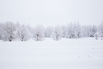 Scenic image of spruces trees. Frosty day, calm wintry scene. Location Russia. Great picture of wild area. Tourism or Christmas concept.