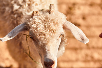 portrait of a sheep with a broken horn, close-up.