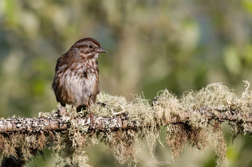 Watchful eye  - Song Sparrow (Melospiza melodia) perched on a lichen covered branch.