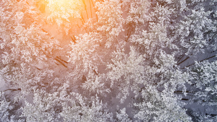 Aerial top view of winter forest on the morning Top view