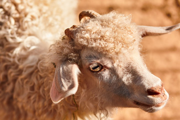 portrait of a sheep with a broken horn, close-up.