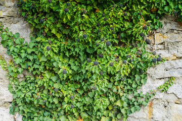 Fototapeta na wymiar Ivy at an old stone wall