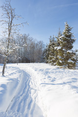 Scenic image of spruces trees. Frosty day, calm wintry scene. Location Russia. Great picture of wild area. Tourism or Christmas concept.
