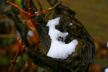 letzter Schnee auf einem Ast 
