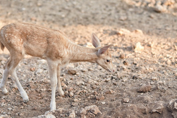 fawn walks on a Sunny summer day.