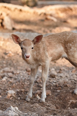 fawn walks on a Sunny summer day.