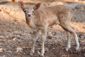 fawn walks on a Sunny summer day.