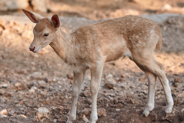 fawn walks on a Sunny summer day.