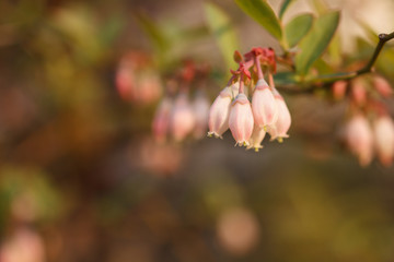 ブルーベリーの花
