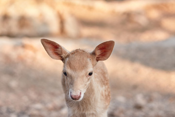 fawn walks on a Sunny summer day.