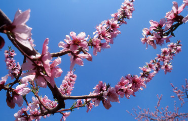 満開のモモの花
