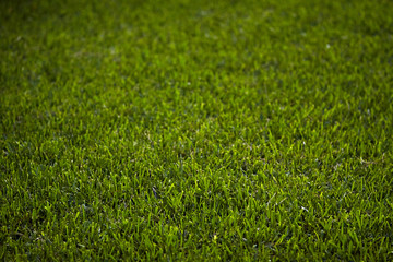 green grass background, copy space