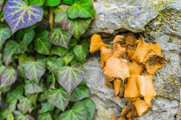 Ivy at an old stone wall