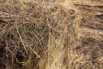 haystack, straw in the village, horse yard, winter, snow, (farm)