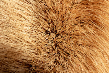 Reindeer fur background texture. Natural material pattern.