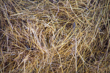 haystack, straw in the village, horse yard, winter, snow, (farm)