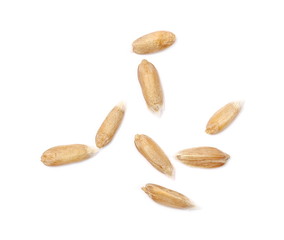 Spelt grain isolated on white background, top view, macro