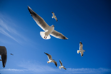 Gulls flying in the blue sky. Gulls flying in the blue sky.