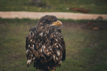  Spectacular portrait of an American eagle perched. Animal