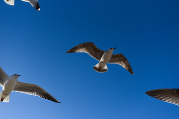 Gulls flying in the blue sky. Gulls flying in the blue sky.