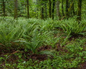 Understory - Sword Ferns (Polystichum munitum) in Pacific Northwest understory covering forest floor.