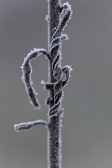 Oszroniałe rośliny