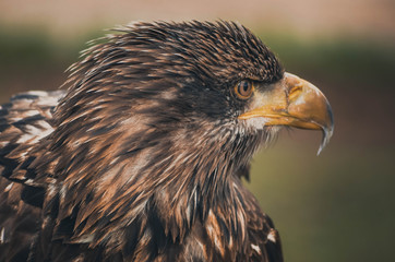  Spectacular portrait of an American eagle perched. Animal