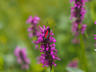 Butterfly of the genus Zygaena